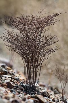 Imagem de Eriogonum rixfordii S. G. Stokes