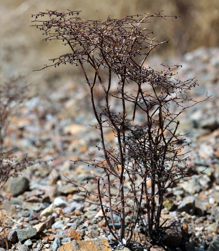 Image of pagoda buckwheat