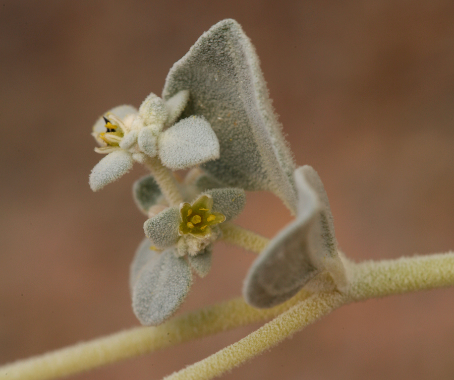 Imagem de Tidestromia suffruticosa var. oblongifolia (S. Wats.) Sánchez del Pino & Flores Olvera