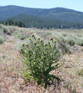 Image of Musk Thistle