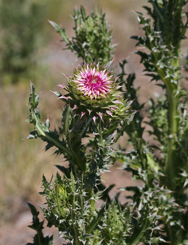 Image of Musk Thistle