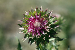 Image of Musk Thistle