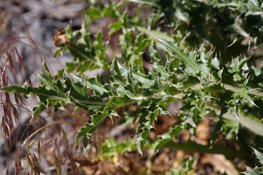 Слика од Carduus nutans L.