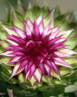 Image of Musk Thistle