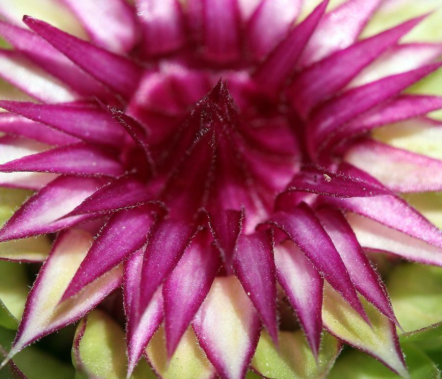 Image of Musk Thistle