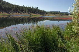 Image of <i>Carex lenticularis</i> var. <i>lipocarpa</i>