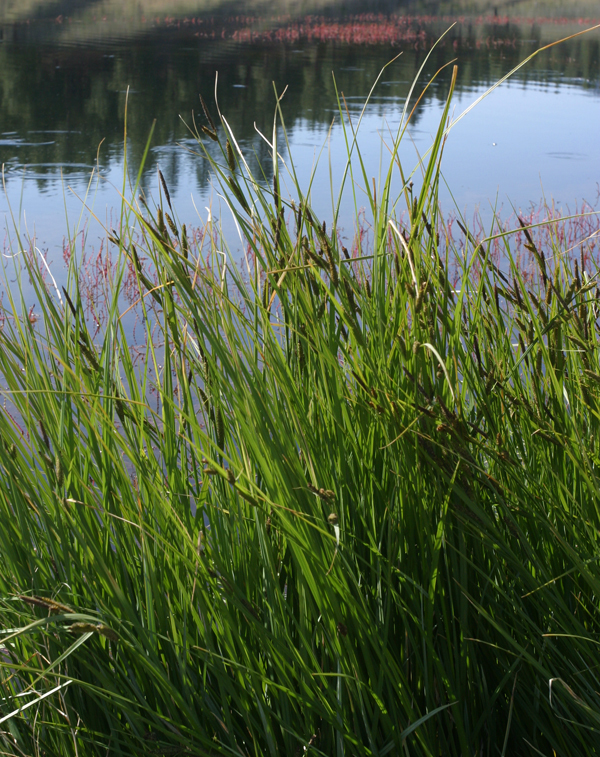 Image of <i>Carex lenticularis</i> var. <i>lipocarpa</i>