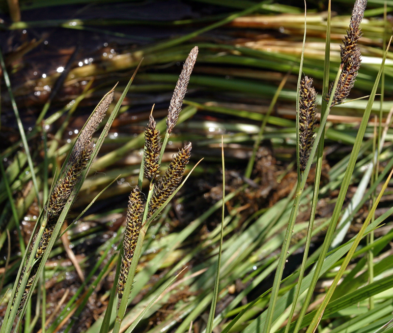 Image of <i>Carex lenticularis</i> var. <i>lipocarpa</i>