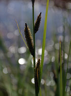 Image of <i>Carex lenticularis</i> var. <i>lipocarpa</i>