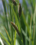 Image of <i>Carex lenticularis</i> var. <i>lipocarpa</i>