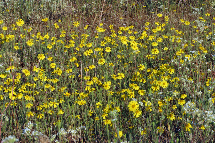 Слика од Madia elegans D. Don