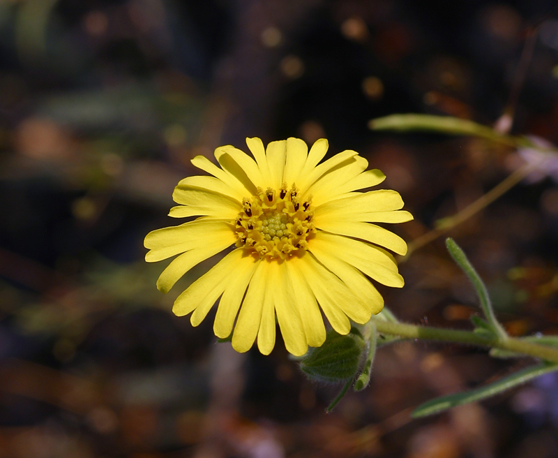 Слика од Madia elegans D. Don