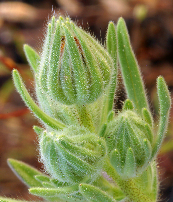 Слика од Madia elegans D. Don