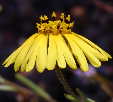 Слика од Madia elegans D. Don