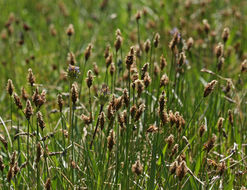 Image of shorthair sedge