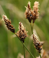 Image of shorthair sedge