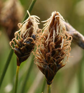 Image of shorthair sedge