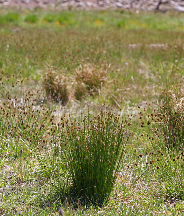 Imagem de Juncus drummondii E. Mey.