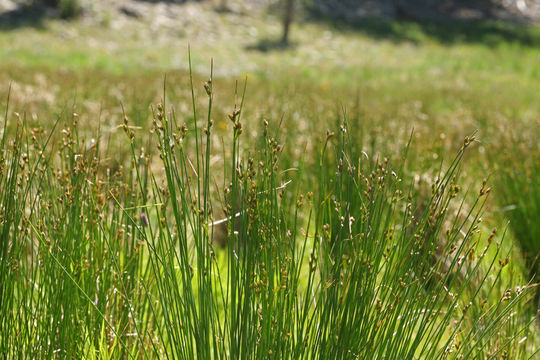 Слика од Juncus drummondii E. Mey.