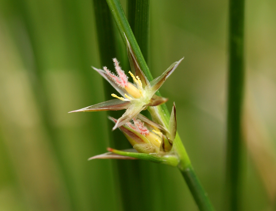 Image of Drummond's rush