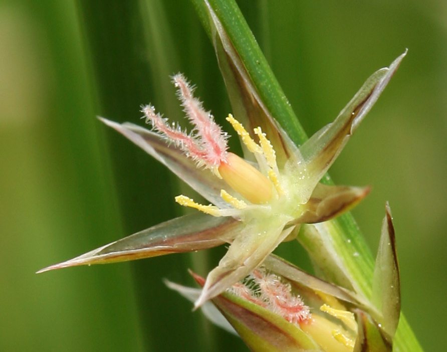 Слика од Juncus drummondii E. Mey.