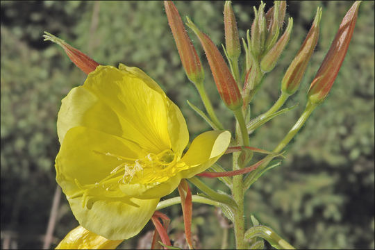 Image of redsepal evening primrose