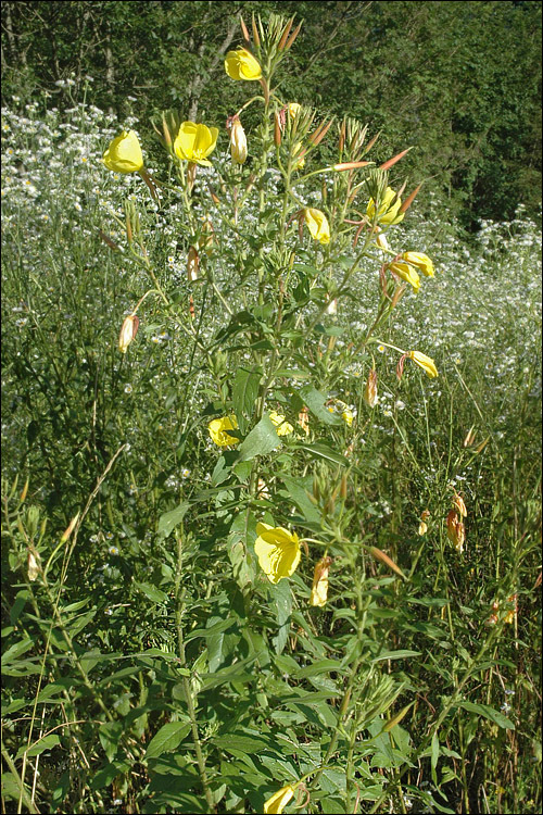 Imagem de Oenothera glazioviana M. Micheli