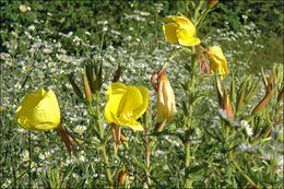 Imagem de Oenothera glazioviana M. Micheli