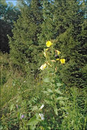 Imagem de Oenothera glazioviana M. Micheli