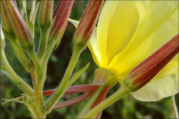 Imagem de Oenothera glazioviana M. Micheli