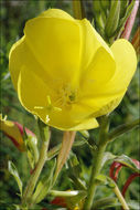 Imagem de Oenothera glazioviana M. Micheli