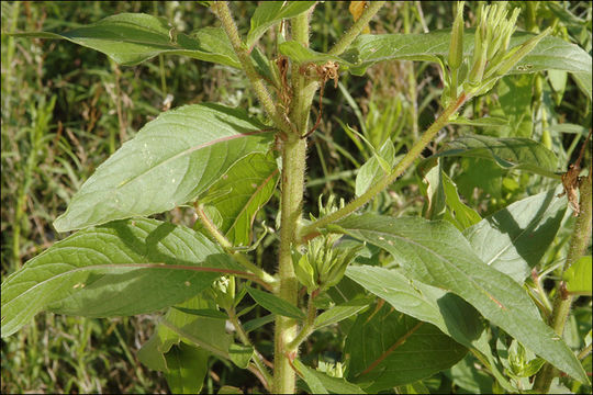 Imagem de Oenothera glazioviana M. Micheli