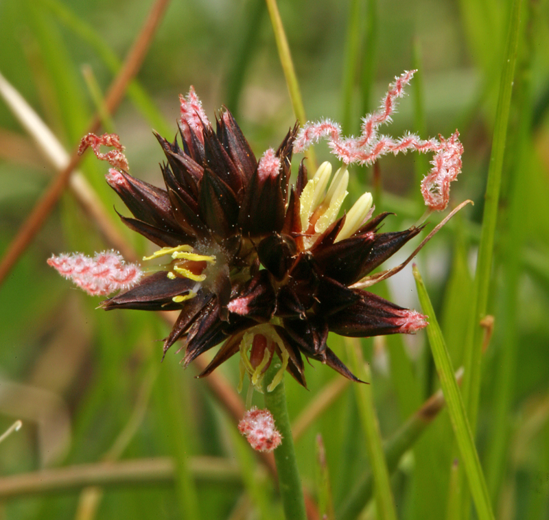 Juncus mertensianus Bong. resmi