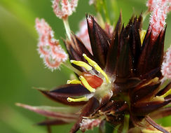 Juncus mertensianus Bong. resmi