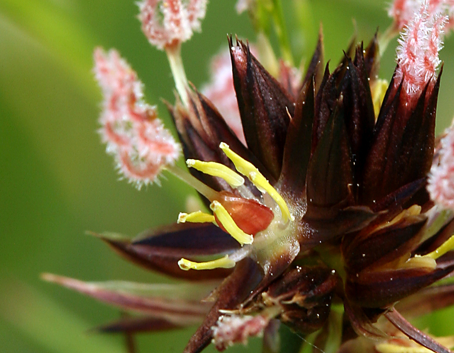 Juncus mertensianus Bong. resmi