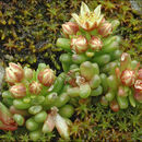 Image of <i>Sedum atratum</i> ssp. <i>carinthiacum</i>