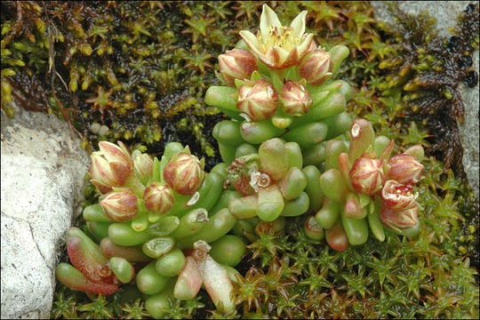 Image of <i>Sedum atratum</i> ssp. <i>carinthiacum</i>