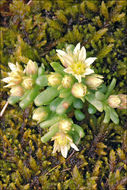 Imagem de <i>Sedum atratum</i> ssp. <i>carinthiacum</i>