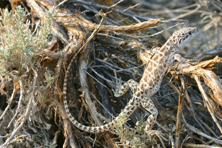 Image of Long-nosed Leopard Lizard