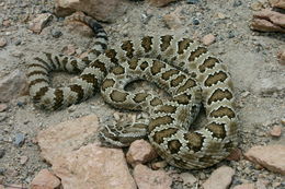 Image of Northern Pacific Rattlesnake