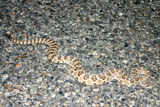 Image of Northern Pacific Rattlesnake