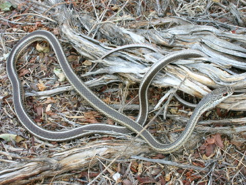 Image of <i>Masticophis taeniatus</i>