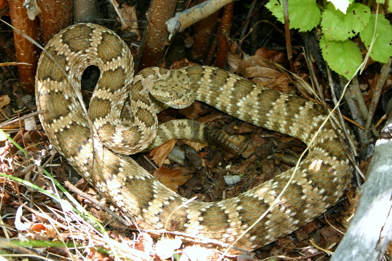 Image of Panamint Rattlesnake