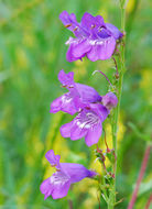 Image of New Mexico beardtongue