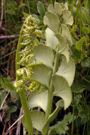 Image of common moonwort