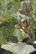 Image of Saussurea discolor (Willd.) DC.
