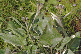 Image of Saussurea discolor (Willd.) DC.