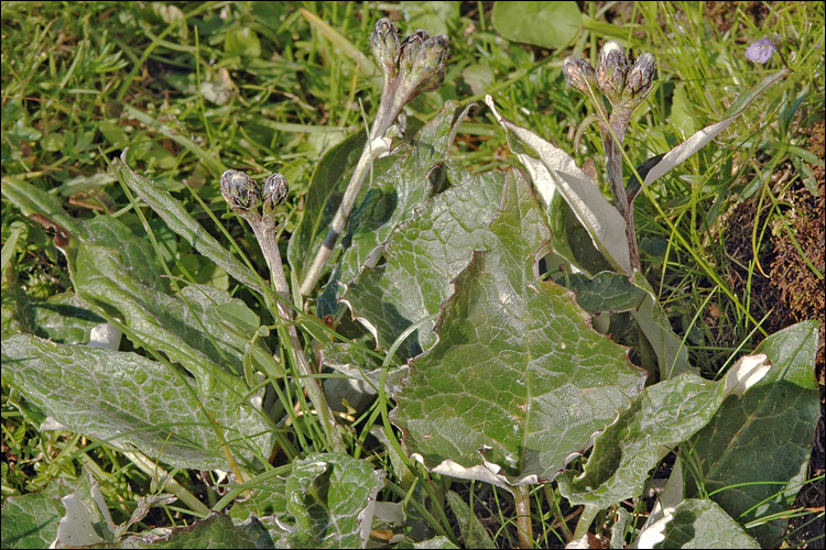 صورة Saussurea discolor (Willd.) DC.