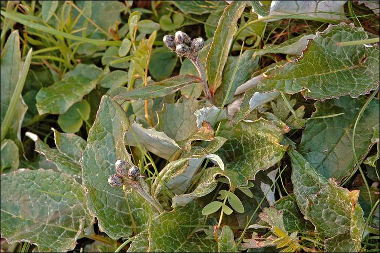 Image of Saussurea discolor (Willd.) DC.