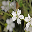 Image of <i>Silene pusilla</i>